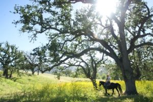 Alisal Guest Ranch and Resort (California)