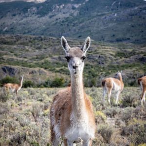 A Dream Trip to Patagonia, Realized